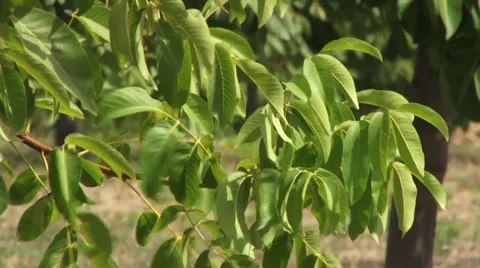 Walnut tree branch Stock-Footage 54522694