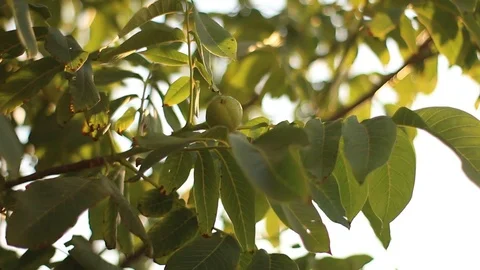 Walnut Tree Branch With Fruits Swaying In The Wind Stock Footage