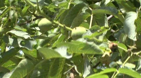 Walnut tree branch swinging Stock Footage 41137750