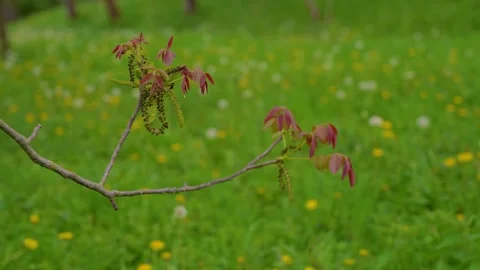 Walnut tree branch with young reddish leaves and catkins in spring. Stock Footage 345139045