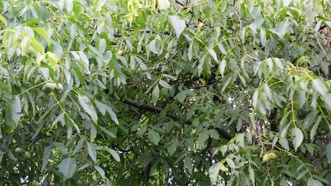 Walnut tree branches Stock Footage