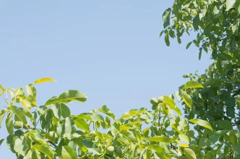 Walnut Tree Branches Stock Photos
