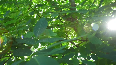 Walnut tree on a bright Sunny day, the sun through the tree branches, lens glare Stock Footage 124725358