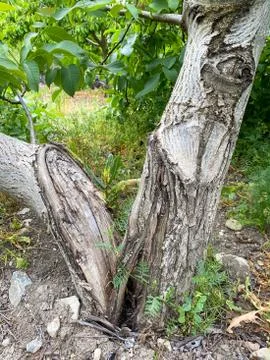 Walnut tree broken in winter storm Stock Photos