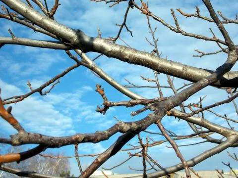 Walnut tree budding twig isolated on white Stock Photos