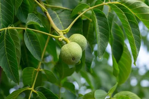 Walnut on a tree close-up Concept of vegetable garden, gardening.. Stock Photos