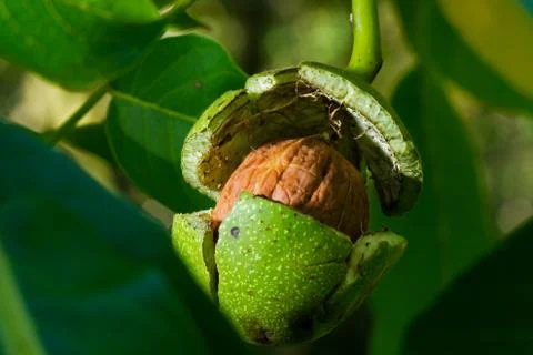 Walnut in tree, close-up Stock Photos