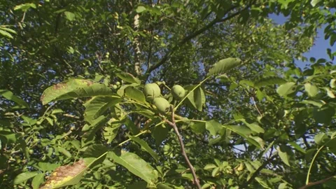 Walnut tree with closed fruits (nuts) (slide) Stock Footage 285487858