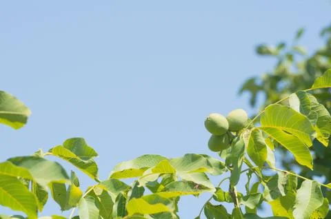 Walnut Tree Closeup Stock Photos