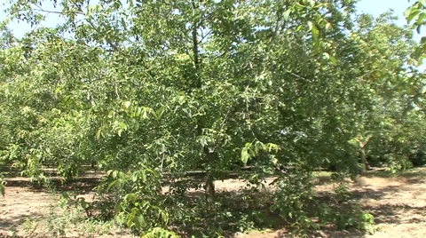 Walnut tree, day light Stock Footage 41136386