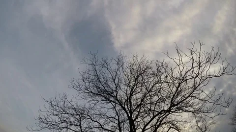 Walnut tree in the evening Stock Footage 70208239