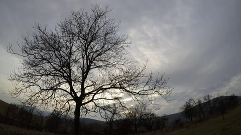 Walnut tree in the evening Stock Footage 70208288