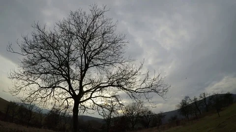 Walnut tree in the evening Stock Footage 80887791