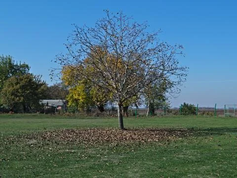Walnut tree at field, with fallen leaves around it, autumn time Stock Photos