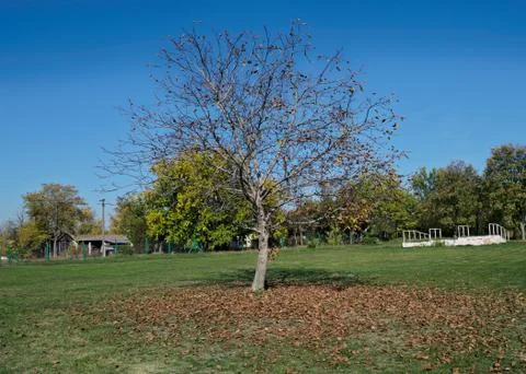Walnut tree at field, with fallen leaves around it, autumn time Stock Photos