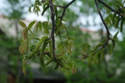 Walnut tree flowers in spring. Place for text. Stock Photos
