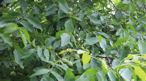 Walnut tree Stock Footage 25154344