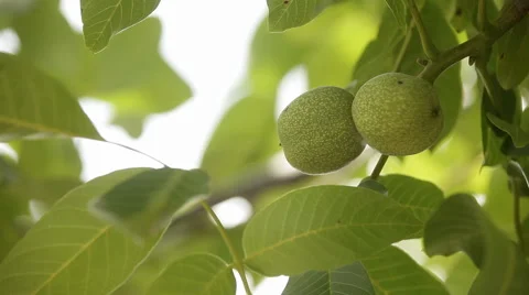 Walnut tree Stock Footage 44035186