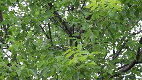 Walnut Tree Stock Footage 91495436