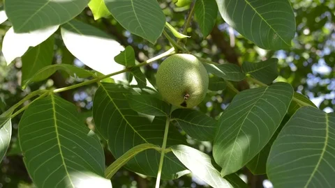 Walnut tree Stock Footage 92162368