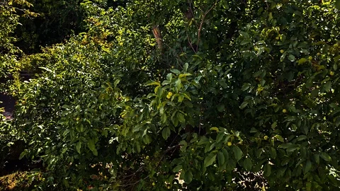 Walnut tree Video stock 96213429