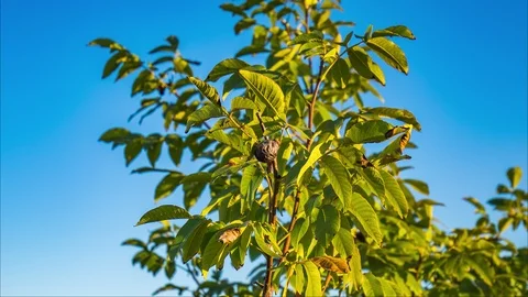 Walnut tree Video stock 97434449