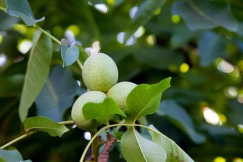 Walnut tree with fruit close up photo. Several walnuts on branch. Stock Photos