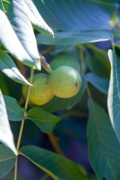 Walnut tree with fruit close up photo. Several walnuts on branch. Stock Photos