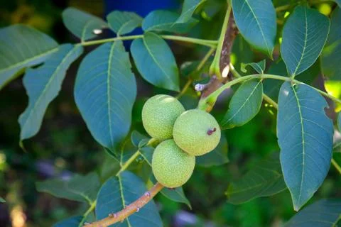 Walnut tree with fruit close up photo. Several walnuts on branch. Stock Photos