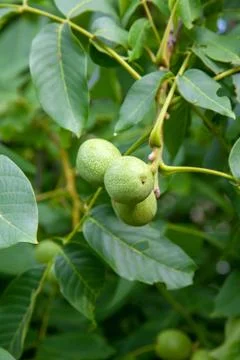 Walnut tree with fruit close up photo. Several walnuts on branch. Foto stock