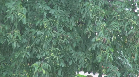 Walnut tree fruit green leaf garden orchard rain heavy torrential storm ripe   Stock Footage 33036413