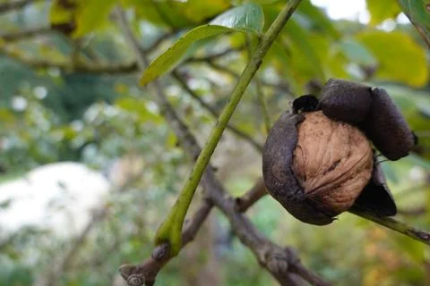 Walnut tree with fruit. nuts coming out on tree. harvesting nuts in the for.. Stock Photos