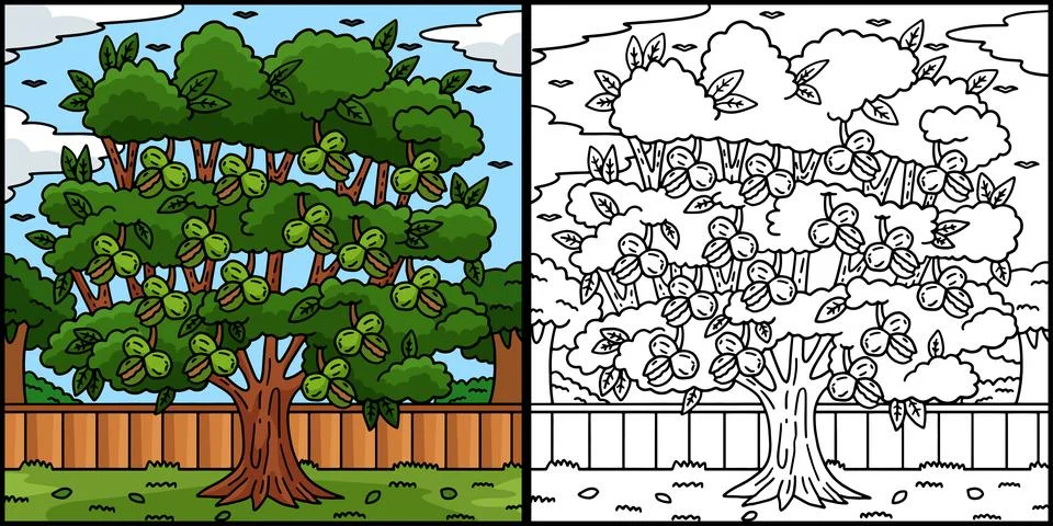 Walnut Tree Fruit Plant Coloring Page Illustration Stock Illustration
