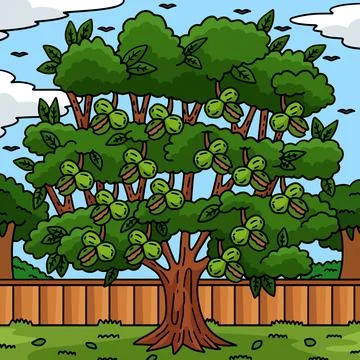 Walnut Tree Fruit Plant Nature Colored Cartoon Stock Illustration