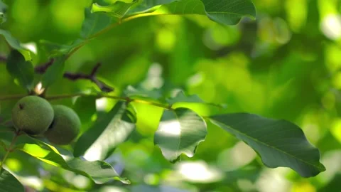 Walnut tree in a garden Stock Footage 197515840