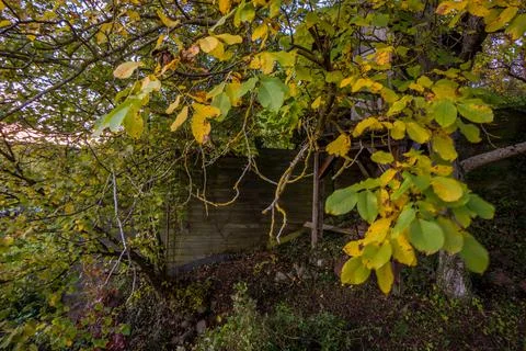 Walnut tree in garden at sunset Stock Photos