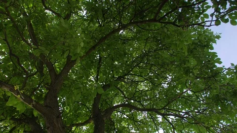 Walnut Tree Green Leaves Stock Footage 112341334