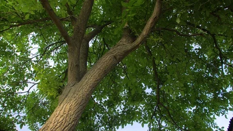 Walnut Tree With Green Leaves Stock Footage 113058442