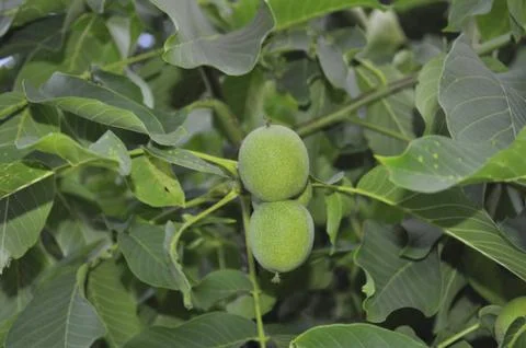 Walnut tree with green nuts Stock Photos