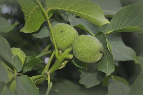 Walnut tree with green nuts Stock Photos