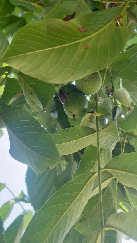 Walnut Tree with Green Walnuts in Kashmir Orchard | Scenic Nature 4K Stock Footage 340029398