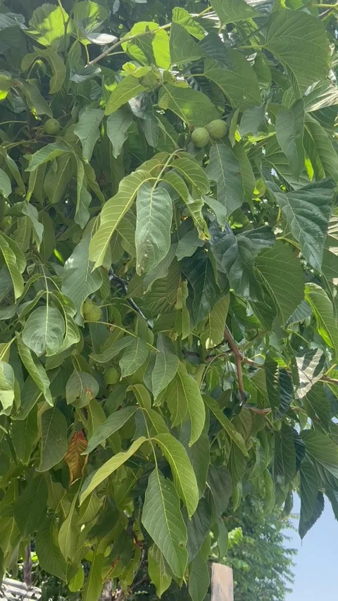 Walnut Tree with Green Walnuts in Kashmir Orchard | Scenic Nature 4K Stock Footage 340029408