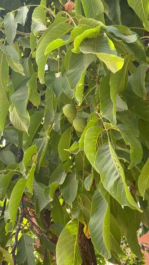 Walnut Tree with Green Walnuts in Kashmir Orchard | Scenic Nature 4K Stock Footage 340029410