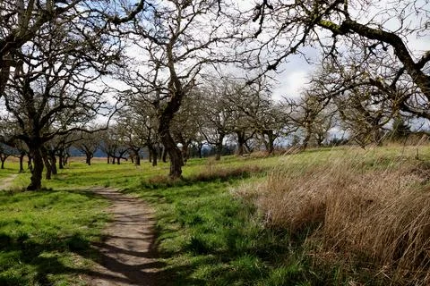 A walnut tree grove with a dirt path running through it Stock Photos