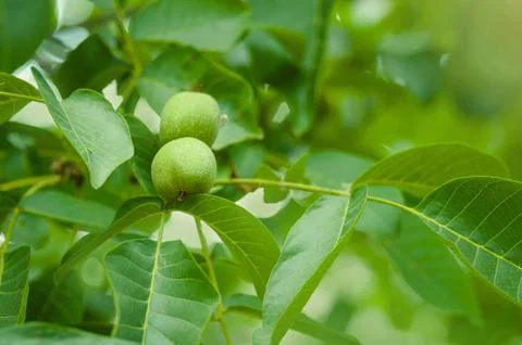 Walnut Tree Grow waiting to be harvested Stock Photos