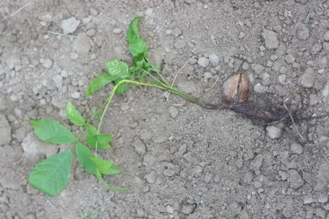 Walnut Tree Grow waiting to be harvested. Stock Photos