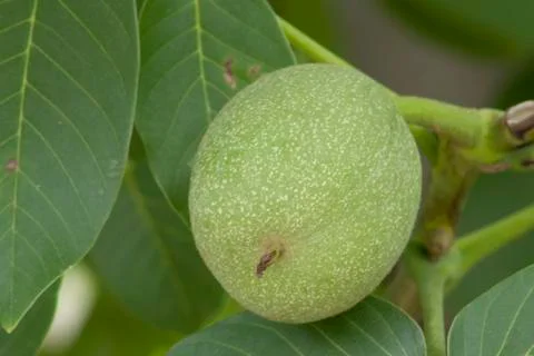 Walnut Tree Grow waiting to be harvested Stock Photos