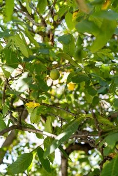 Walnut tree with growing walnuts in the month of September Stock Photos