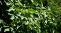 Walnut Tree, Juglans, Fruits Orchard, Ecological Farmer, Organic Horticulture HD Footage