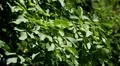 Walnut Tree, Juglans, Fruits Orchard, Ecological Farmer, Organic Horticulture HD Footage